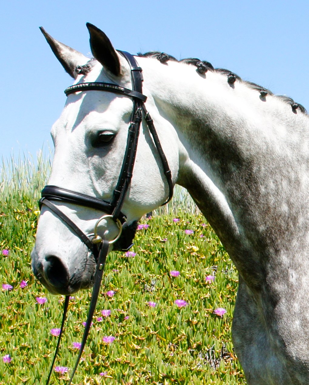 Dapple Grey Hanoverian